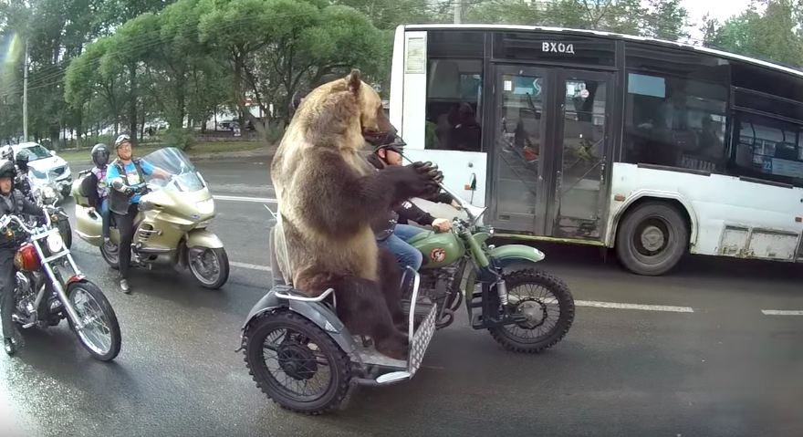 bear on a motorcycle