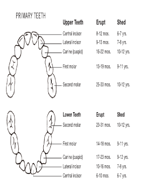 22 Printable Teeth Chart Forms and Templates - Fillable Samples in PDF,  Word to Download | pdfFiller