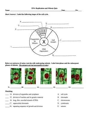 DNA Replication and Mitosis Quiz