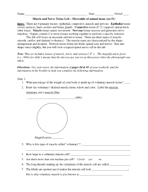 Muscle and Nerve Tissue Lab Worksheet