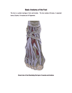 Fillable Online Basic Anatomy of the Foot Fax Email Print - pdfFiller