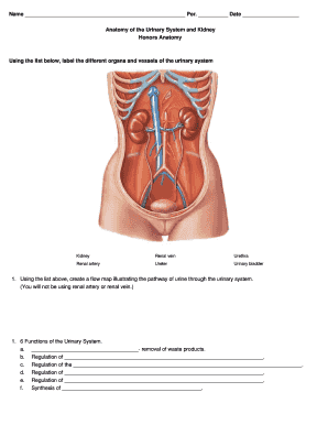 Urinary System Anatomy Worksheet