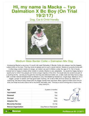 Adoption poster Macka1yo Dalmation x BC boy (on trial 19/2/17)