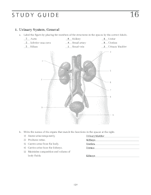 Urinary System Study Guide