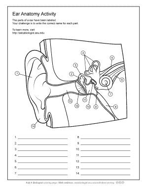Ear Anatomy Activity Fill Online, Printable, Fillable ...