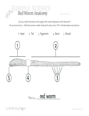 Red Worm Anatomy Worksheet