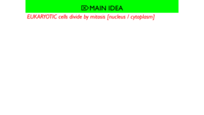 Mitosis Worksheet