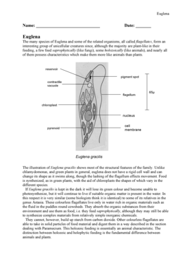 Euglena Study Worksheet