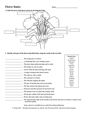 Flower Basics Worksheet