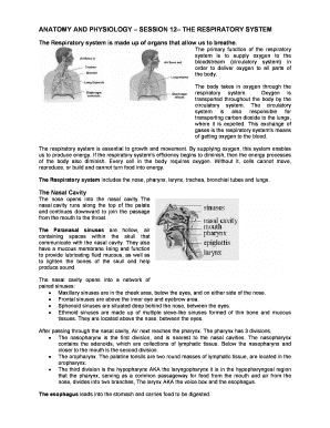Anatomy and Physiology Respiratory System Quiz