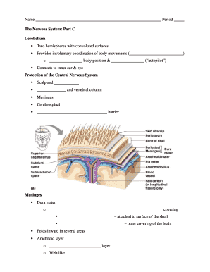 Nervous System Worksheet