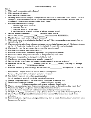 Muscular System Study Guide