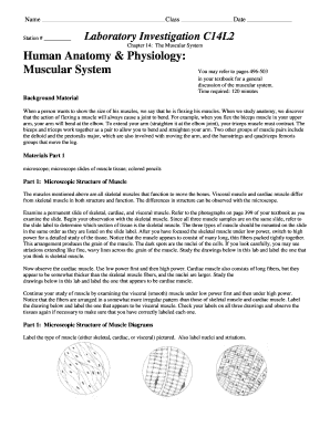Muscular System Lab Worksheet