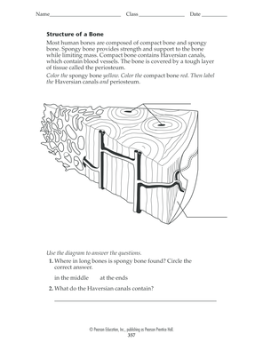 Structure of a Bone - winstonknollrbeskca - winstonknoll rbe sk