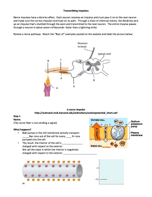 Nerve Impulse Transmission Study Guide