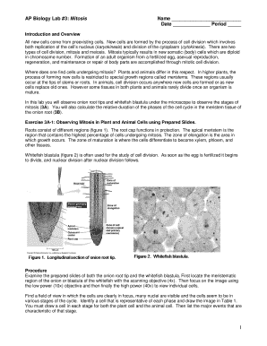 AP Biology Lab Mitosis Worksheet