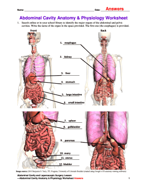 Abdominal Cavity Anatomy Worksheet