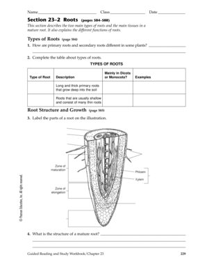 Root Biology Worksheet