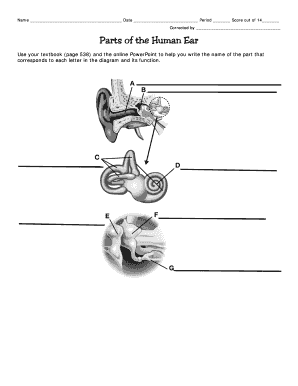 Human Ear Diagram Worksheet