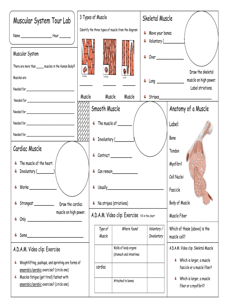 muscular system tour lab Preview on Page 1