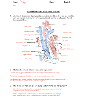 Heart and Circulation Review Worksheet