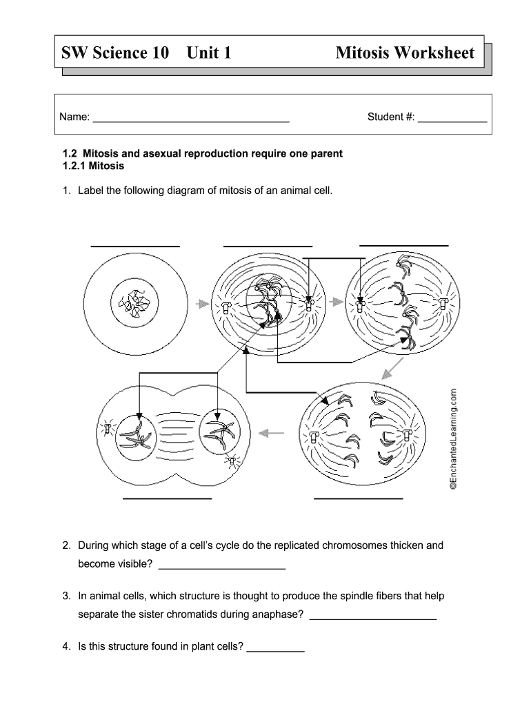 Cell Cycle Worksheet Answer Key