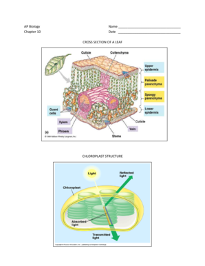 AP Biology Worksheet
