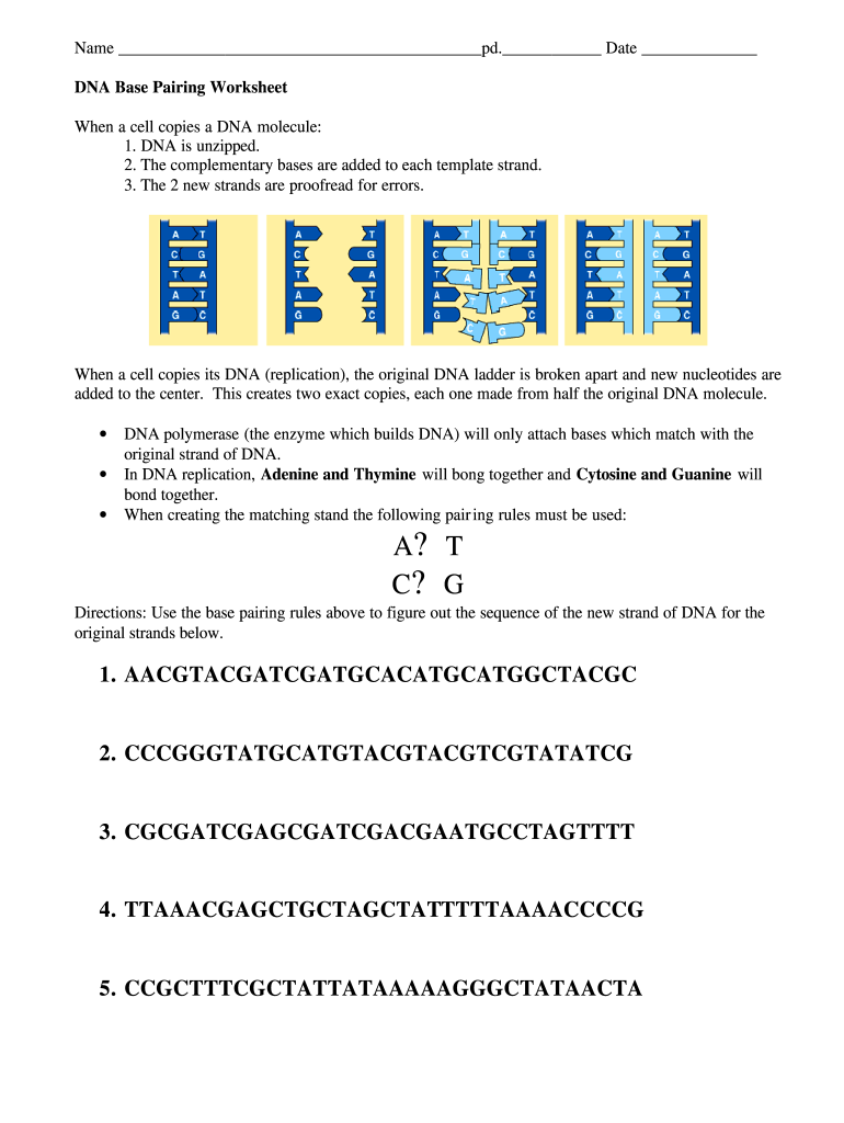 DNA Base Pairing Worksheet Form - Fill and Sign Printable Template Within Dna Replication Worksheet Answer Key