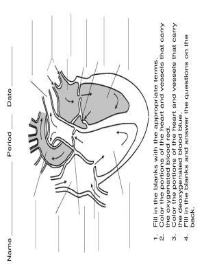 Human Heart Diagram Worksheet