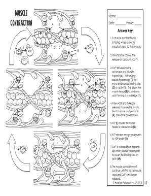 Muscle Contraction Worksheet
