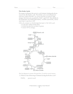 Krebs Cycle Worksheet