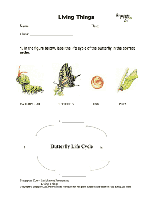 Butterfly Life Cycle Worksheet