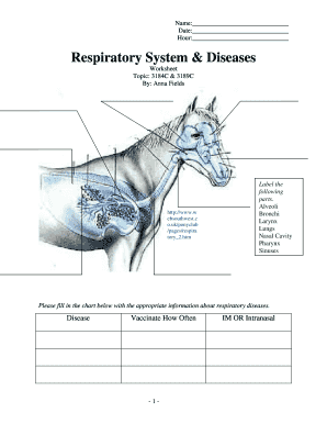 Respiratory System Worksheet