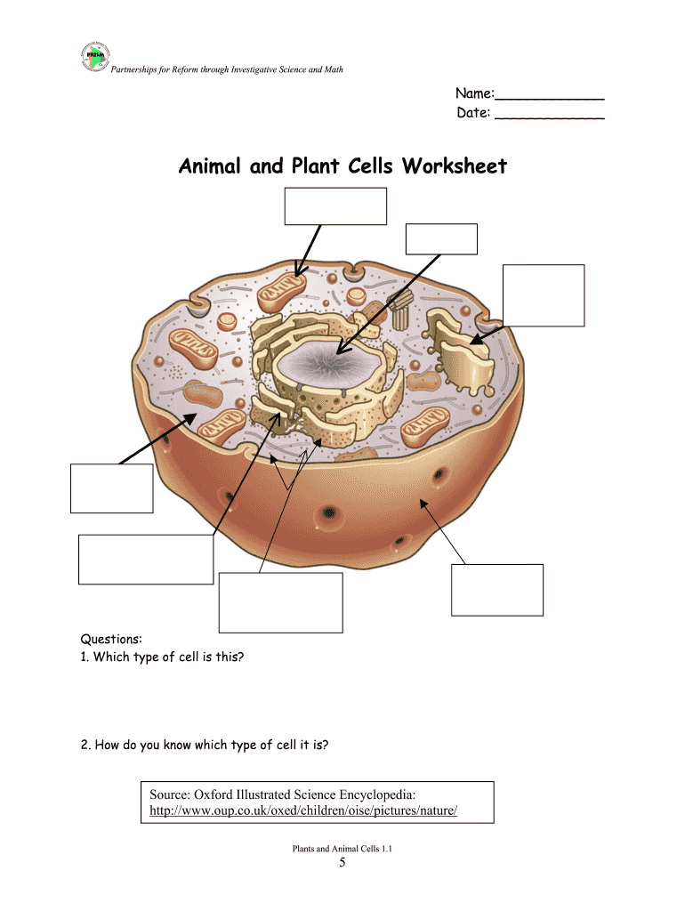 Plant Cell Worksheet Answers