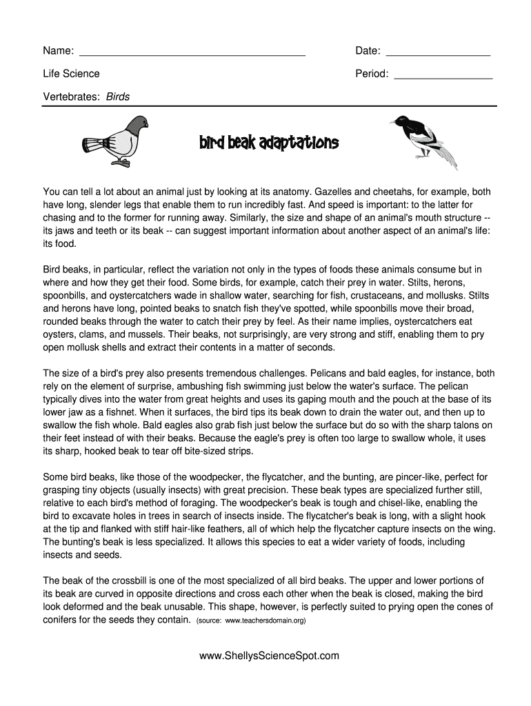 Bird beak adaptations - Shellys Science Spot Preview on Page 1