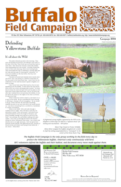 Defending Yellowstone Buffalo - Buffalo Field Campaign