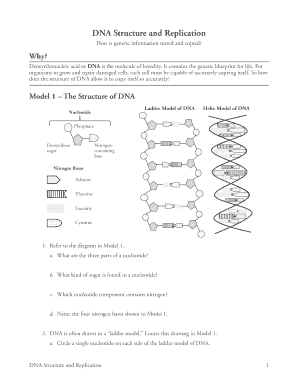 Dna Structure And Replication Worksheet / Dna Structure And Replication