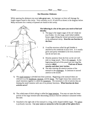 Rat Dissection Abdomen