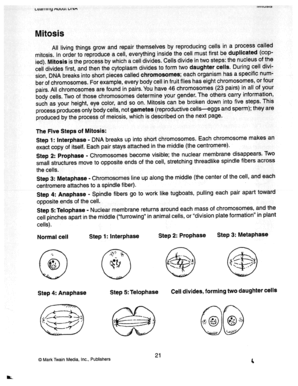 Mitosis and Meiosis Reinforcement Activity