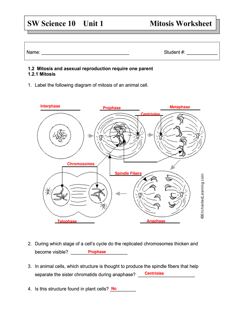 Sw Science 221 Unit 21 Mitosis Worksheet Answer Key - Fill Online For Cell Cycle Worksheet Answers