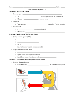 Nervous System Worksheet