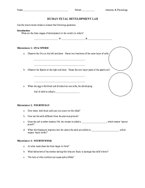 Human Fetal Development Lab Worksheet