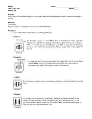 Mitosis Lab Worksheet