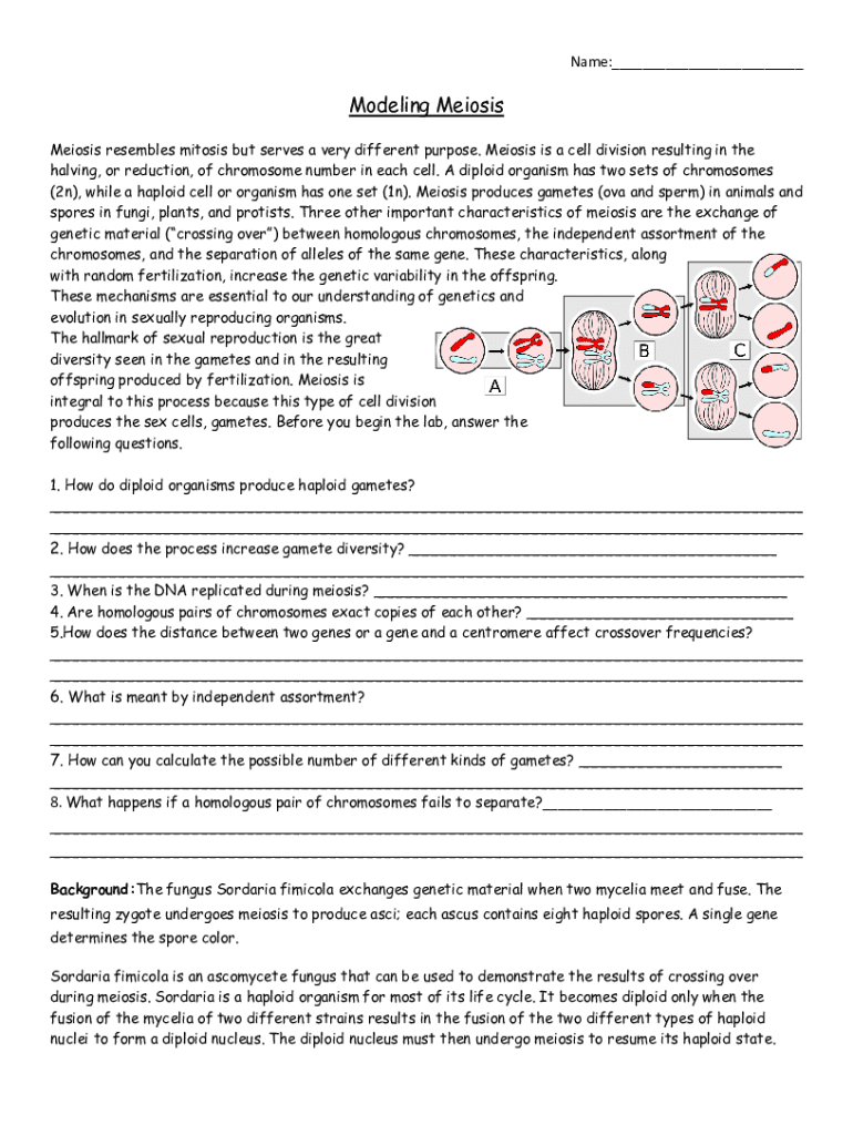 Fillable Online NEW Popbead Mitosis And Meiosis Lab Answer Key on