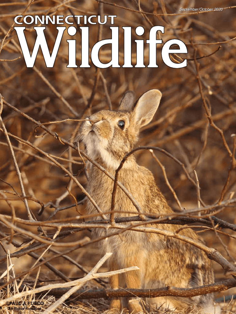 Fillable Online Connecticut is losing many of its birds Hartford