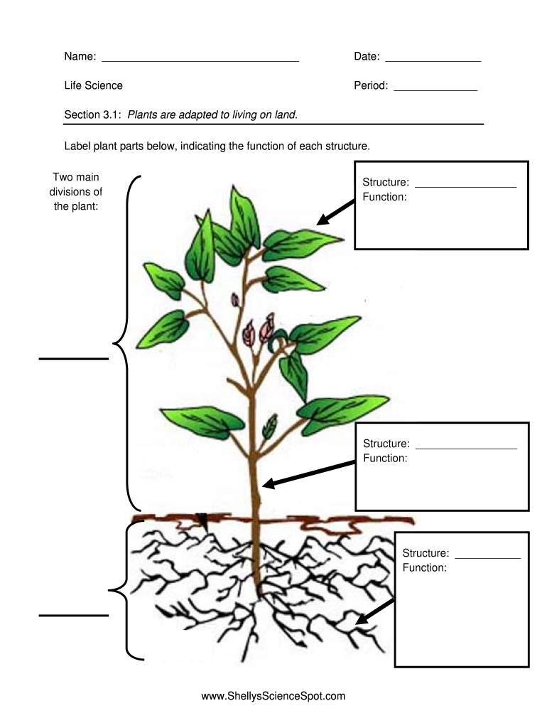 what are some challenges land plants face compared to life in the water Preview on Page 1