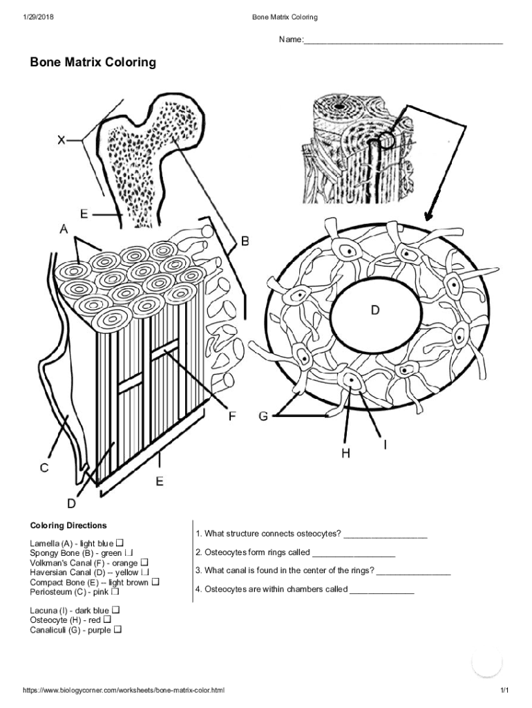 Fillable Online Anatomy of a Bone -Coloring (Key) - The Biology Corner