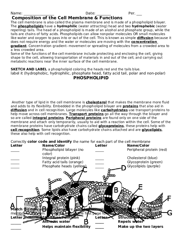 Cell Membrane And Transport Worksheet doc Doc Template PdfFiller