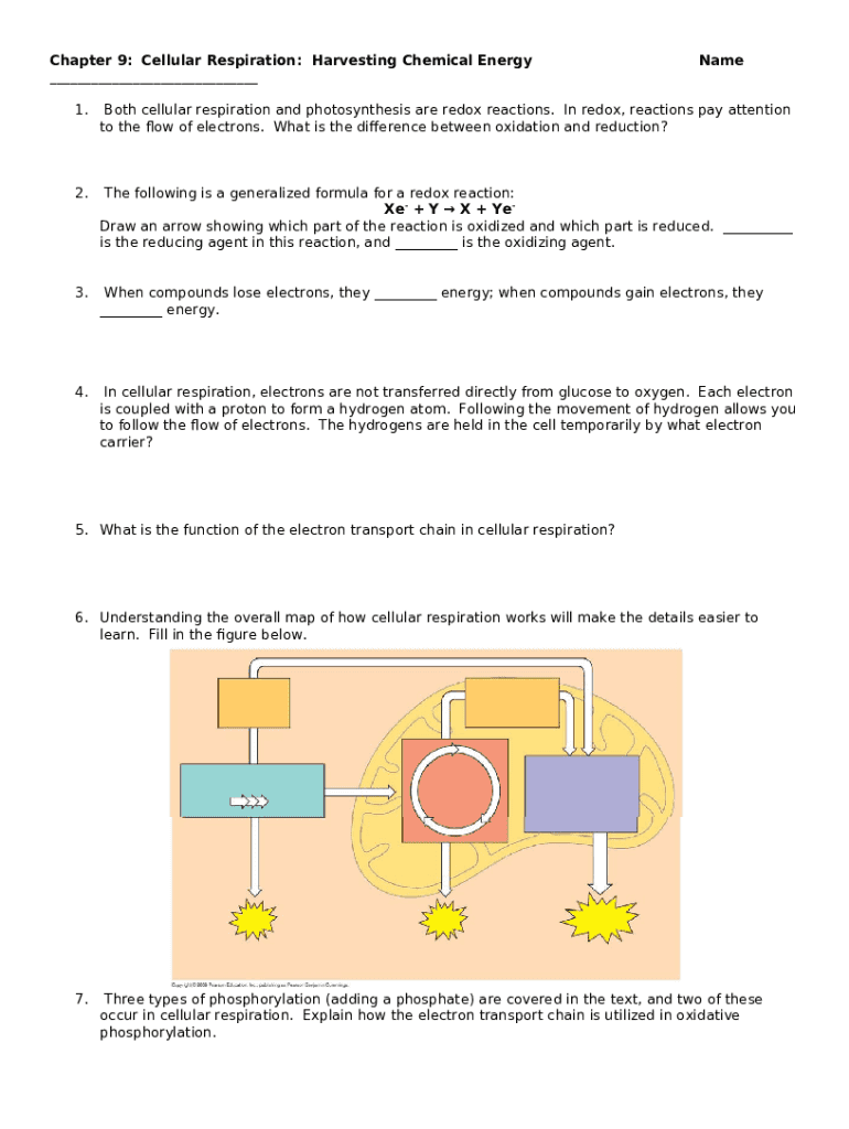 AP Bio Chapter 9: Cellular Respiration and Fermentation ... Doc ...