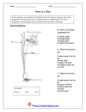 Parts of a Plant Worksheet